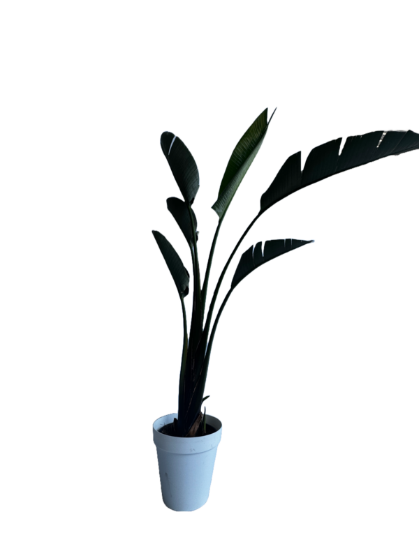 Strelitzia Augusta
