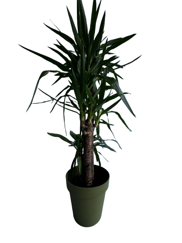 Yucca Elegans