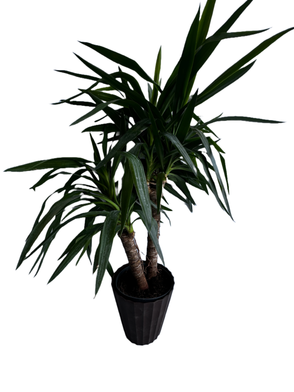 Dracaena Massangeana