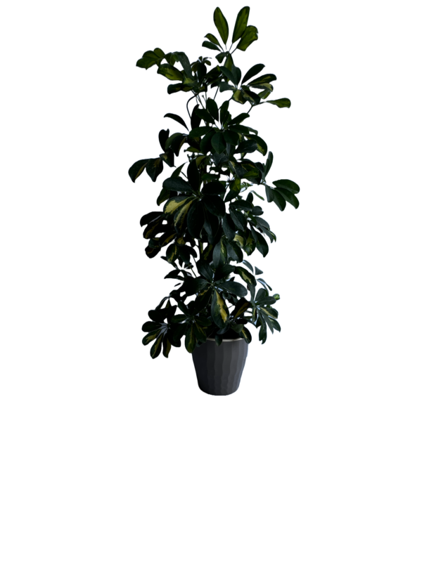 Schefflera gold capella