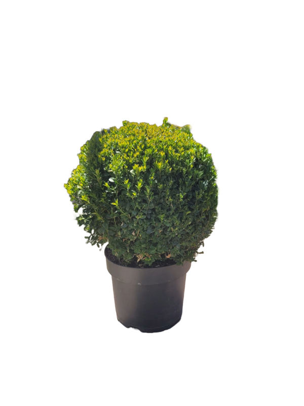 Boj - Buxus Sempervirens