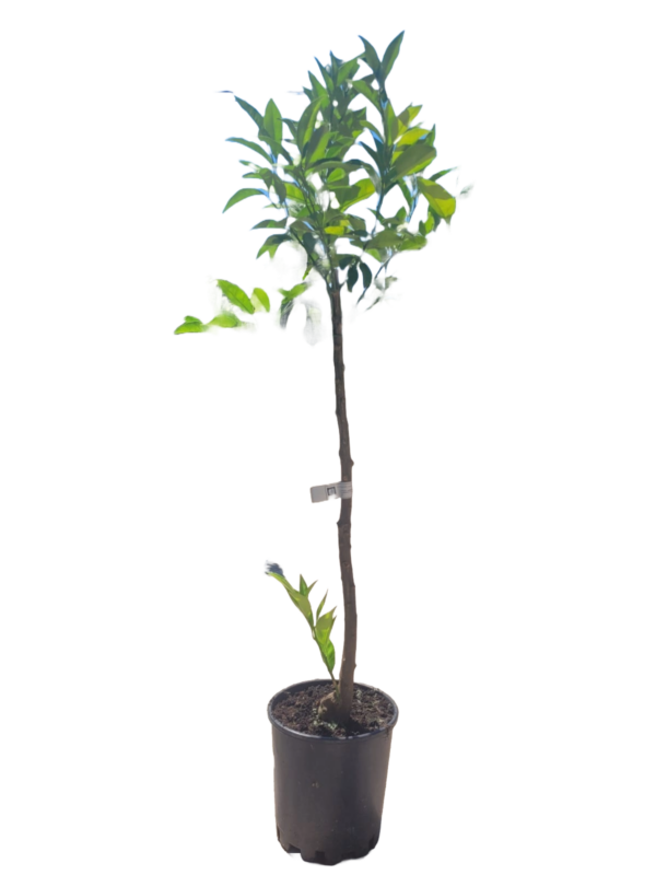 Naranjo - Citrus Sinensis